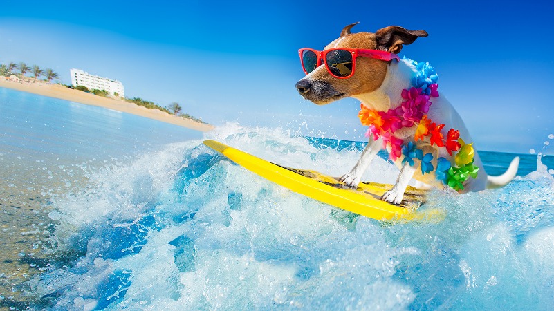 サーフィンする犬